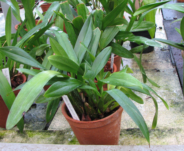 Odontoglossum praestans.jpg