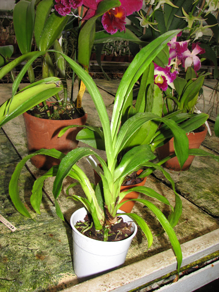 Zygopetalum hybrid 'Green'.jpg