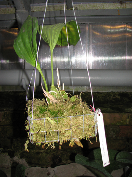 Stanhopea wardii.jpg
