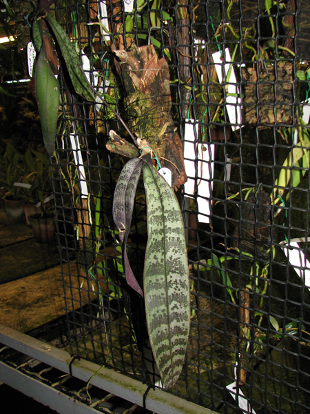 Phalaenopsis philippinensis.jpg