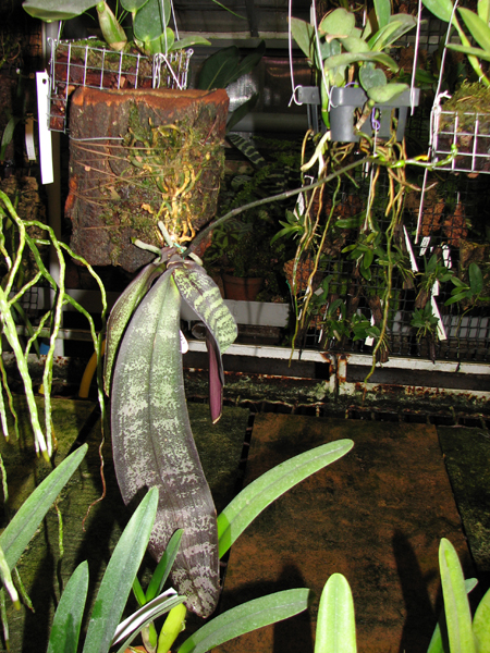 Phalaenopsis stuartiana.jpg