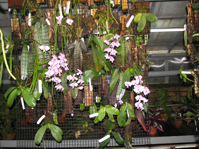 Phalaenopsis schilleriana.jpg