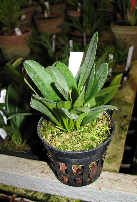 Masdevallia floribunda.jpg