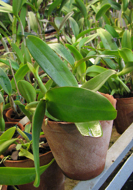 Laeliocattleya Imperial Charm 'Sato'.jpg