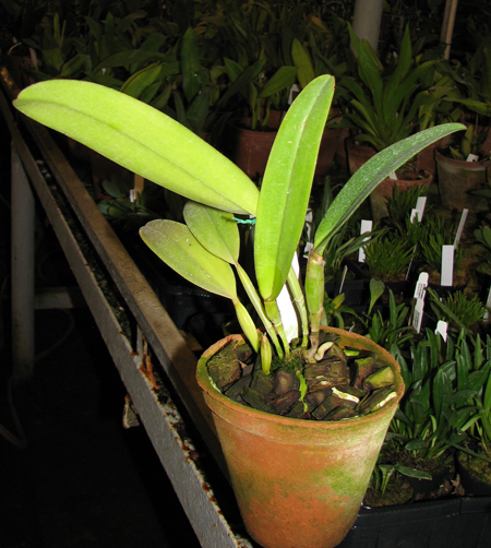 Laelia tenebrosa 'Aline' x Cattleya leopoldii 'Dark Prince'.jpg