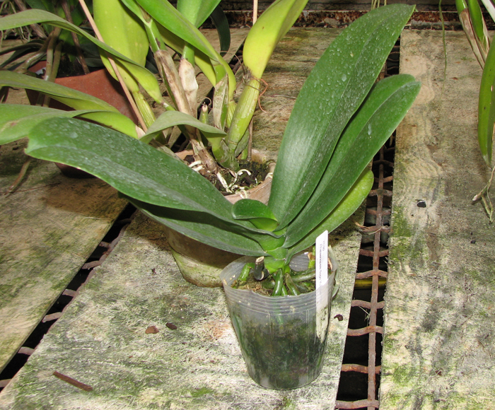 Phalaenopsis Sogo Yukidian 'V3'.jpg
