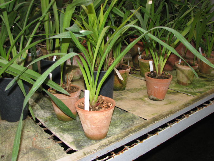 Cymbidium Dorothy Stockstill 'Forgotten Fruits'.jpg