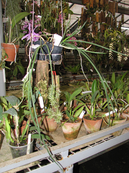 Paraphalaenopsis labukensis.jpg