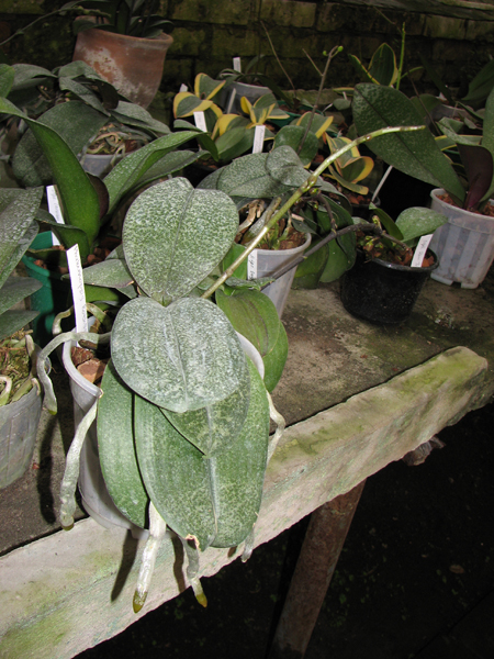 Phalaenopsis Rothschildiana.jpg