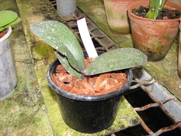 Doritaenopsis Jiuhbao Fairy 'ORCHIS'.jpg