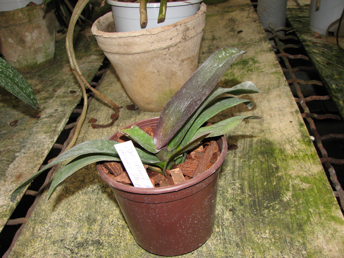 Doritaenopsis (Black Butterfly x Minho Stripes) 'Kitty Cat'.jpg