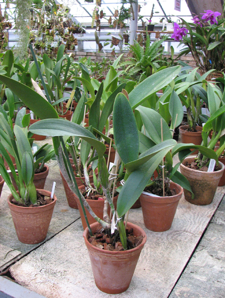 Фото орхидеи Laeliocattleya Taiwan Beauty 'Dubble Face' с бутонами