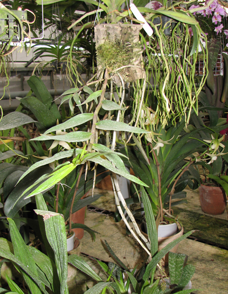 Dendrobium cerinum fma album.jpg