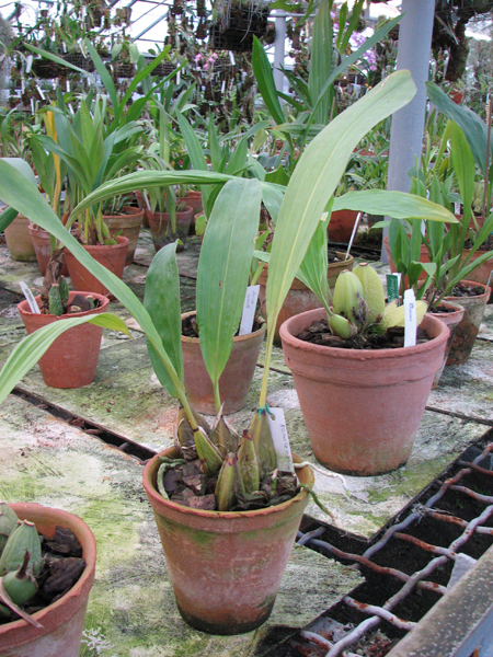 Bifrenaria melicolor.jpg