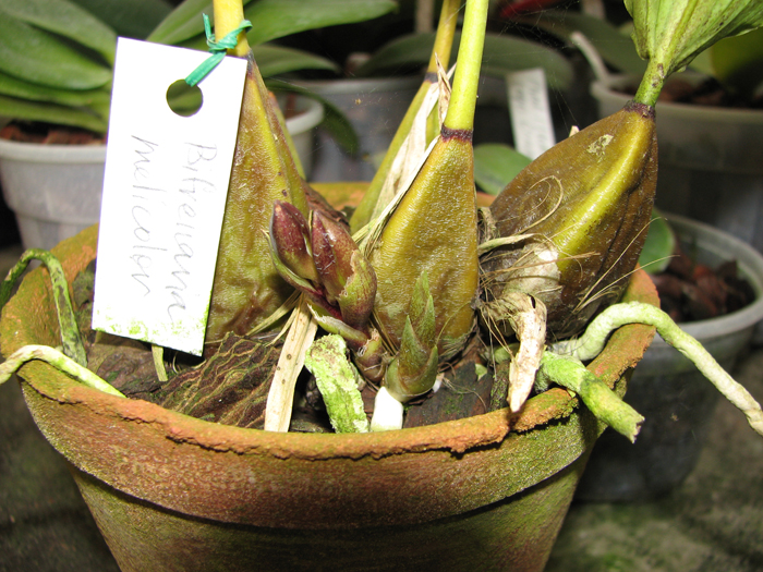 Bifrenaria melicolor.jpg