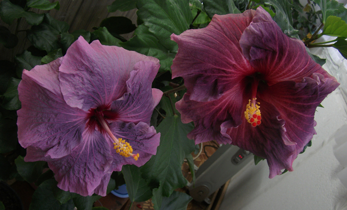 Marilyn Quale &amp; Midsummer Night