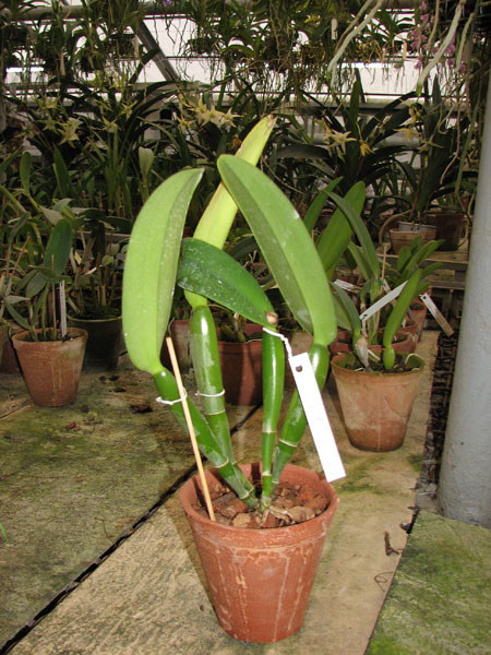 Cattleya maxima semi alba 'AWZ'.jpg