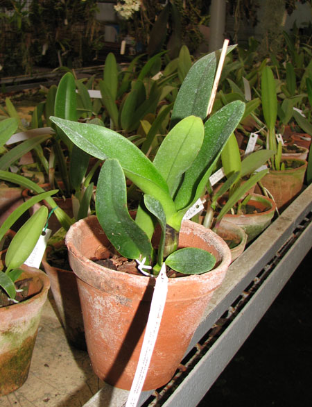 Laeliocattleya Antonetta Mahan 'S-10'.jpg