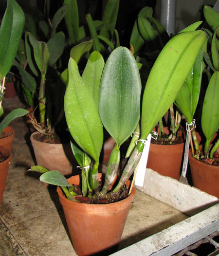 Brassolaeliocattleya Pink Empress 'Ju-Sen'.jpg