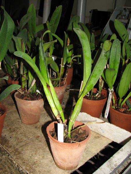Brassolaeliocattleya Herons Roon 'Grape Land'.jpg