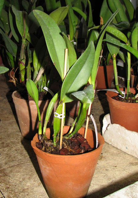 Potinara Little Toshie 'Yellow Rose'.jpg