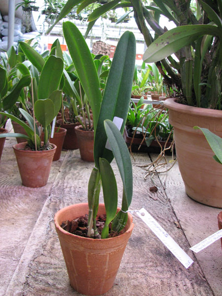Laelia purpurata werkhauseri x Laelia purpurata werkhauseri.jpg
