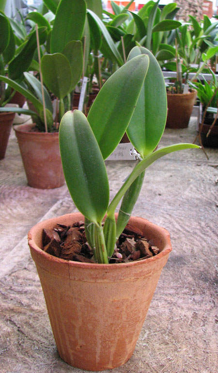 Cattleya lueddemanniana (Morena x OK-2) 'N 1' x lueddemanniana dark lip splash.jpg
