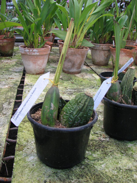 Lycaste Shonan Harmony x Lycaste Auburn.jpg