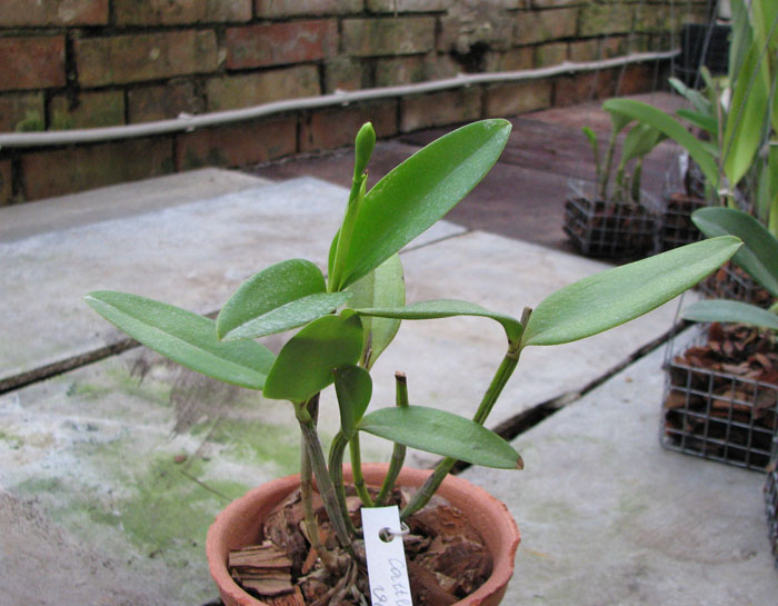 Cattleya forbesii var aurea.jpg