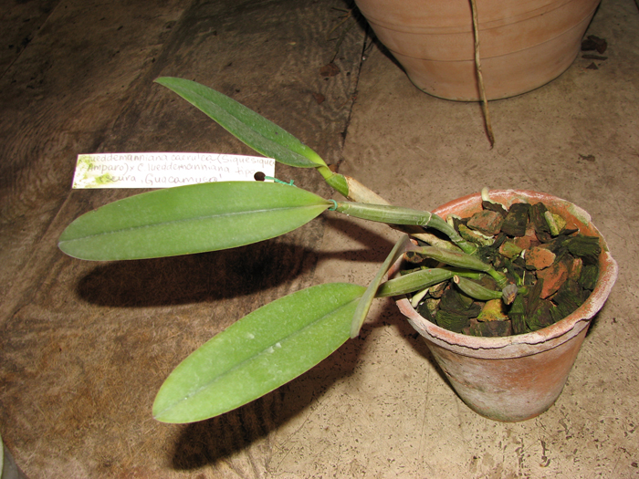 Cattleya lueddemanniana caerulea (Siquesique x Amparo) x Cattleya lueddemanniana tipo escura 'Guacamuco'.jpg