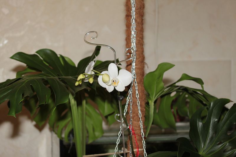 на фоне монстеры.JPG