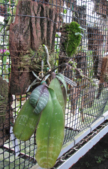 2 растения на блоке