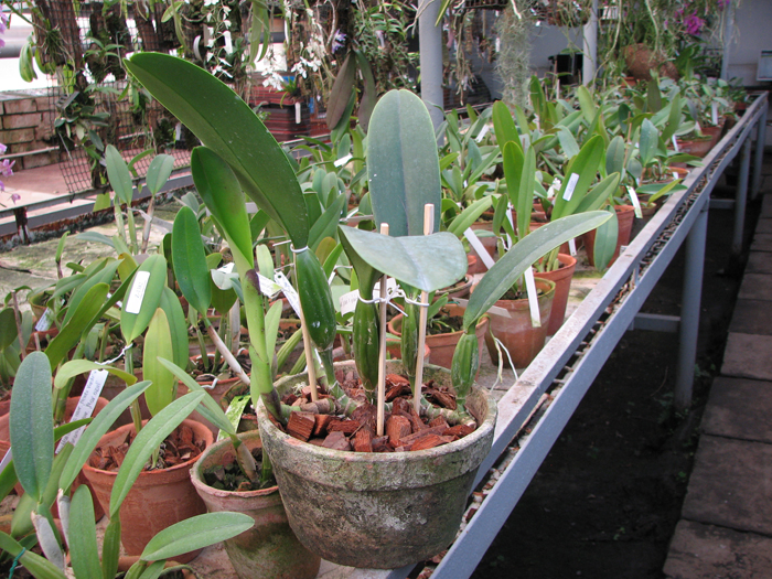 Фото орхидеи Cattleya trianae 'Junio' x Cattleya trianae vini-colorata