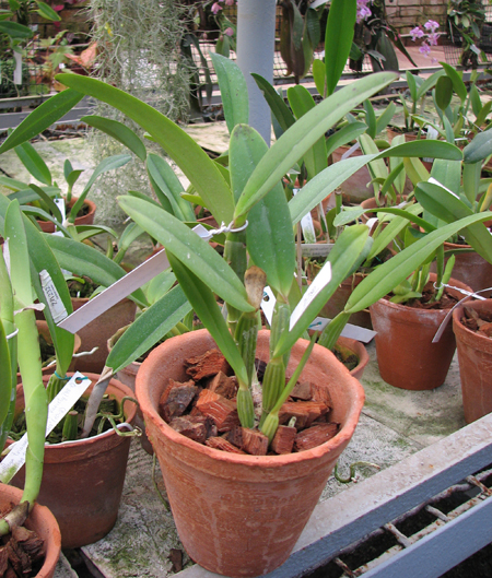 Фото орхидеи Cattleya lueddemanniana 'Negrita' x Cattleya lueddemanniana 'Dark'