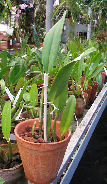 Cattleya percivaliana 'Alberts' (original) (02-6) x Cattleya percivaliana.jpg