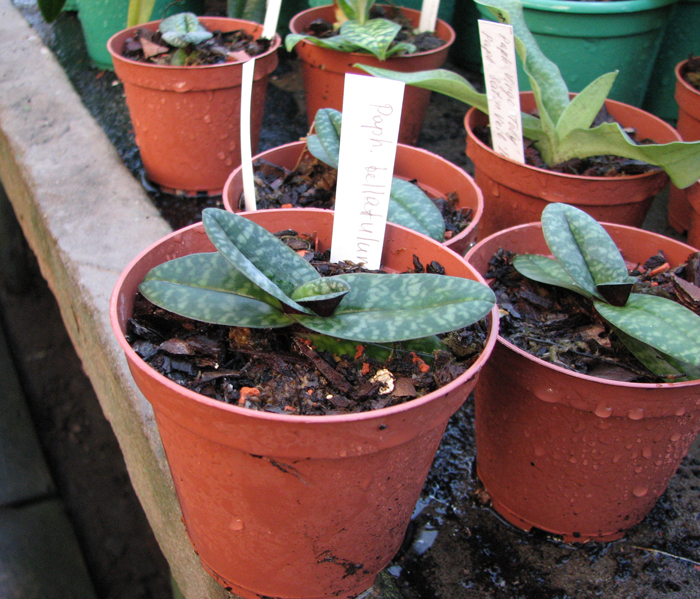 Paphiopedilum bellatulum.jpg