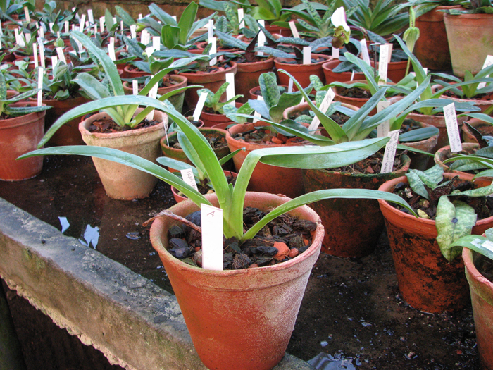 Paphiopedilum lowii × sib.jpg