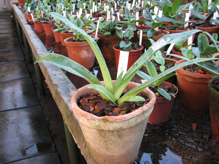 Paphiopedilum Susan Booth x villosum.jpg