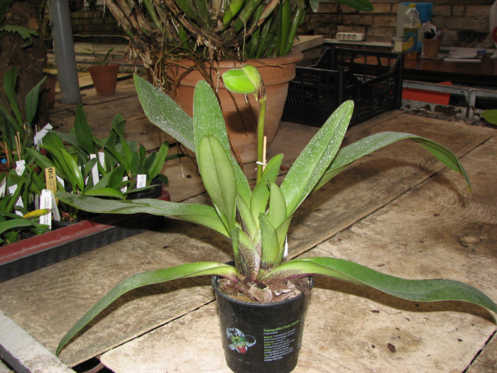 Paphiopedilum Lippewunder hybrid.jpg