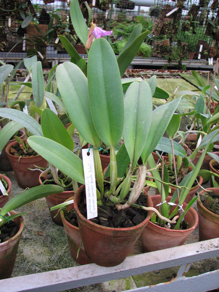 Cattleya gaskelliana coerulea (11-1) x Cattleya warneri coerulea 'Renata Dihel'.jpg
