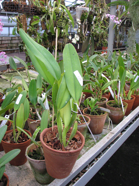 Фото орхидеи Cattleya labiata 'Labelo Grande' x Cattleya labiata 'Feliz Páscoa'