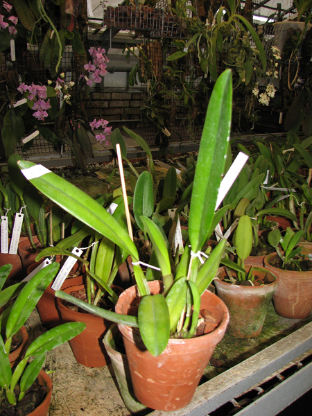 Cattleya schroederae albescens x Cattleya schroederae alba.jpg