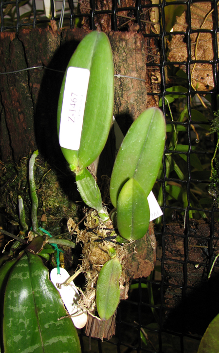 Фото орхидеи Cattleya luteola aurea 'Ouro' x SELF