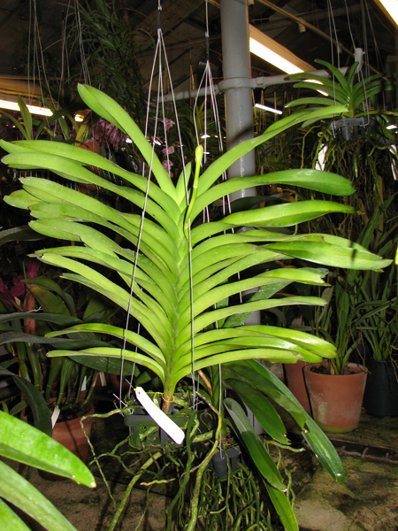 Фото орхидеи Vanda Sansai Blue