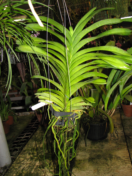 Фото орхидеи Vanda Kasem's Delight x Vanda coerulea