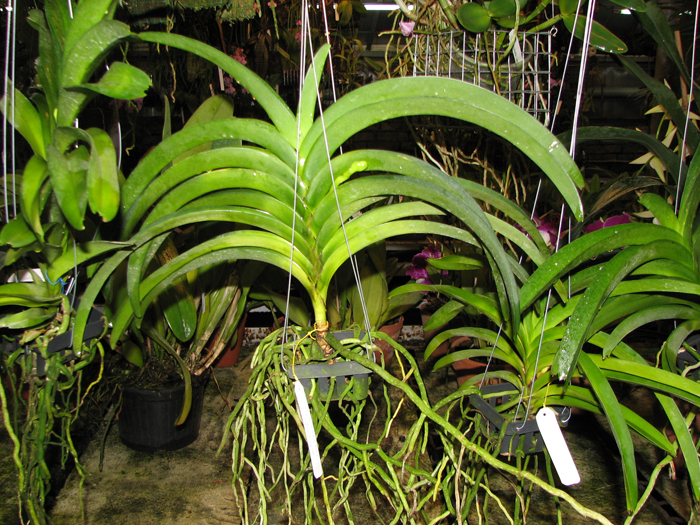 Фото орхидеи Ascocenda Laurel Paul x Vanda Pranermprai