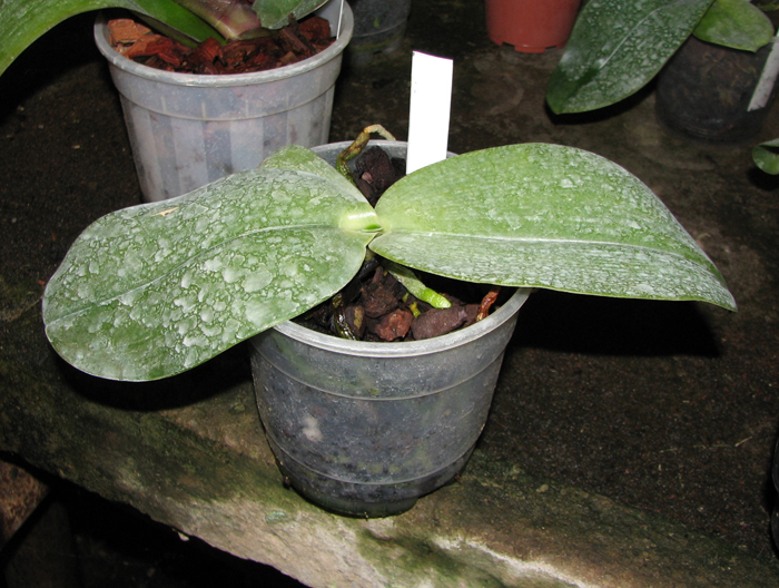 Phalaenopsis gigantea.jpg