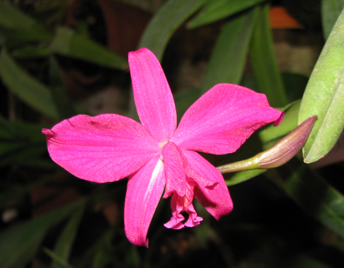 Sophrolaelia Psyche.jpg