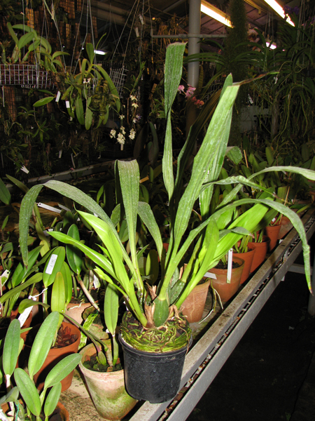 Фото орхидеи Propetalum Hark