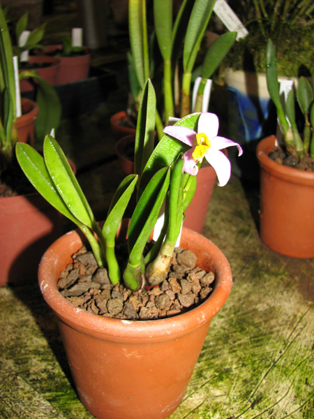 Фото орхидеи Laelia lucasiana